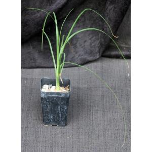 Beaucarnea recurvata 2-inch pots