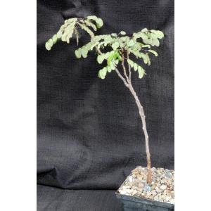Caesalpinia cv ‘Betty’s Pretty Tree’ 5-inch pots