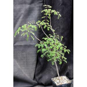 Caesalpinia cv ‘Betty’s Pretty Tree’ 5-inch pots
