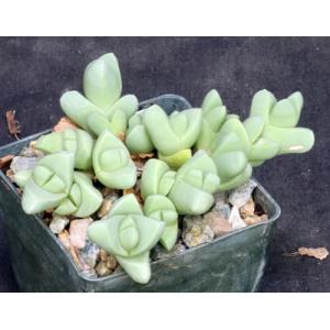 Gibbaeum petrense 3-inch pots