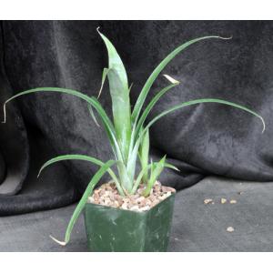 Billbergia nutans 4-inch pots