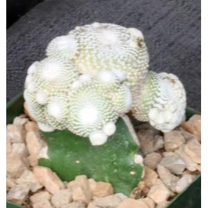 Blossfeldia lilliputana (grafted) 4-inch pots
