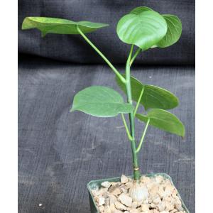 Bombax ellipticum 4-inch pots