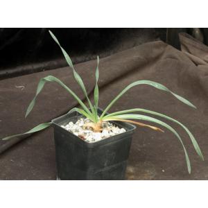 Boophane disticha 5-inch pots