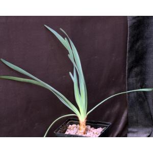 Boophane disticha 5-inch pots