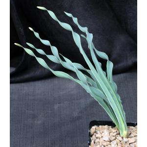 Boophane haemanthoides 5-inch pots