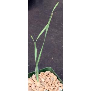 Boophane haemanthoides 4-inch pots