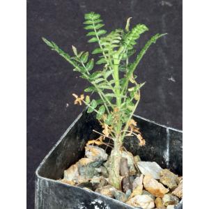 Boswellia neglecta 2-inch pots