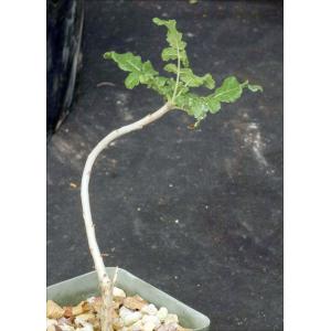 Boswellia sacra 4-inch pots