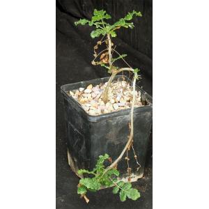 Boswellia sacra 5-inch pots