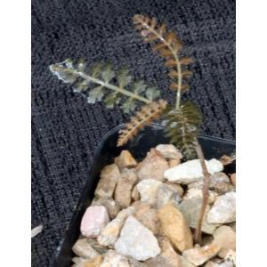 Boswellia asplenifolia 2-inch pots
