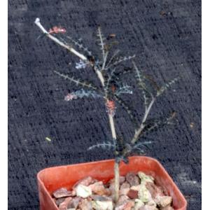 Boswellia asplenifolia 3-inch pots
