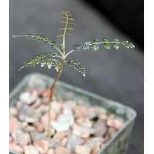 Boswellia asplenifolia 3-inch pots