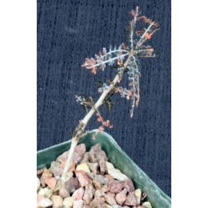 Boswellia asplenifolia 4-inch pots