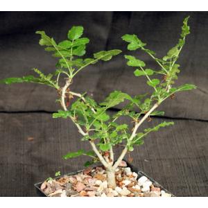 Boswellia carteri 5-inch pots
