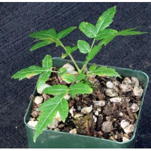 Boswellia dalzielii 4-inch pots
