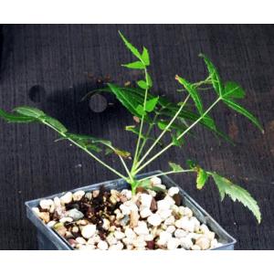 Boswellia dalzielii 5-inch pots
