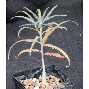 Boswellia elongata 4-inch pots
