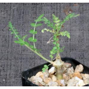 Boswellia neglecta 2-inch pots