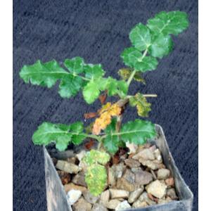 Boswellia sacra 3-inch pots