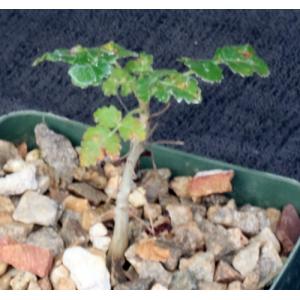 Boswellia sacra 4-inch pots