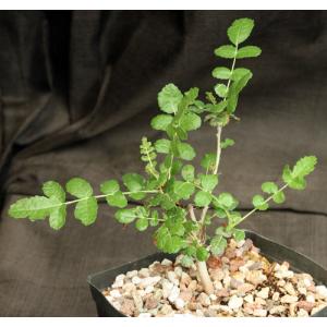 Boswellia sacra 4-inch pots