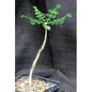 Boswellia sacra 5-inch pots