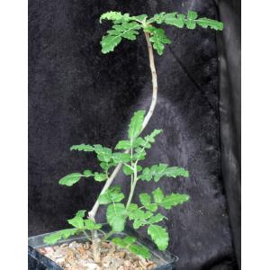 Boswellia sacra one-gallon pots