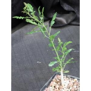 Boswellia sacra x nana 5-inch pots