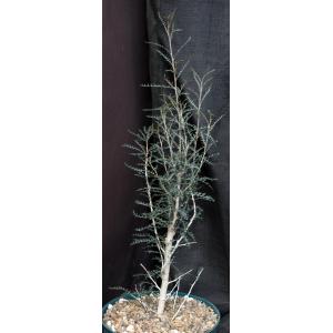 Boswellia socotrana 6-inch pots