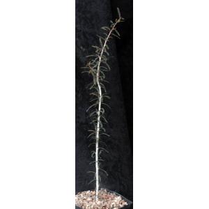 Boswellia socotrana one-gallon pots
