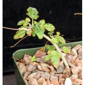 Boswellia sacra 4-inch pots