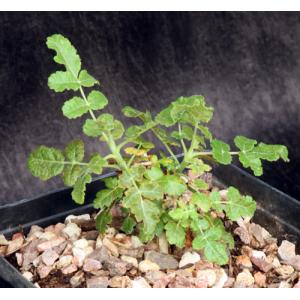Boswellia sacra one-gallon pots