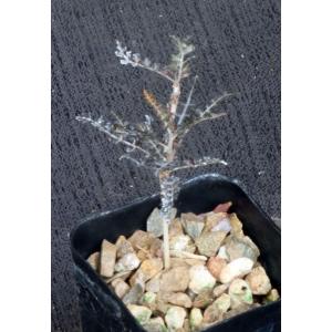 Boswellia asplenifolia 2-inch pots