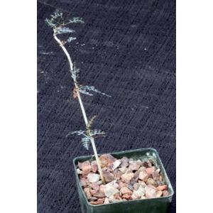 Boswellia asplenifolia 3-inch pots