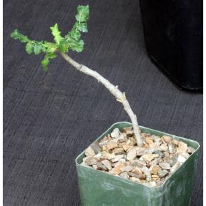 Boswellia carteri 4-inch pots