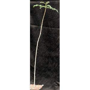 Boswellia dioscorides one-gallon pots