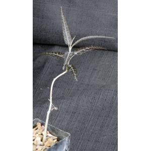 Boswellia elongata 3-inch pots