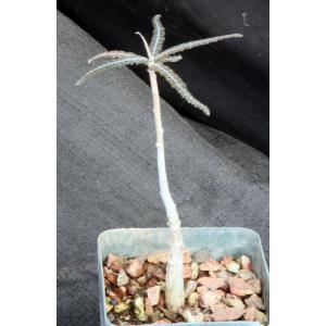 Boswellia elongata 4-inch pots