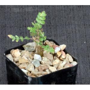 Boswellia neglecta 2-inch pots
