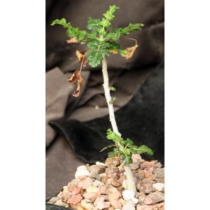 Boswellia sacra 5-inch pots