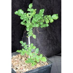Boswellia sacra one-gallon pots
