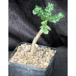 Boswellia sacra 5-inch pots