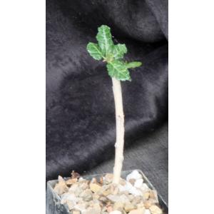 Boswellia sacra x nana 3-inch pots