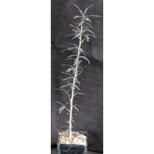 Boswellia socotrana 3-inch pots