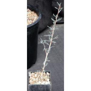 Boswellia socotrana 3-inch pots