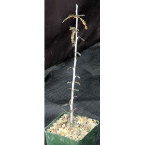 Boswellia socotrana 4-inch pots