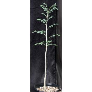 Boswellia dioscorides 2-gallon pots