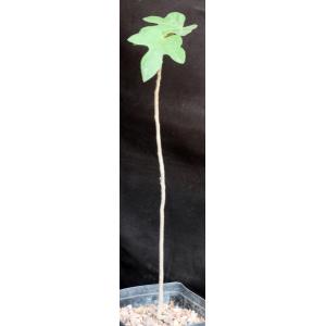 Brachychiton bidwillii 5-inch pots