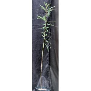 Brachychiton populneum one-gallon pots